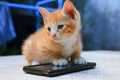 Cat paw of kitten orange-red small on cell phone Select focus with shallow depth of field Royalty Free Stock Photo