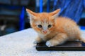 Cat paw of kitten orange-red small on cell phone Select focus with shallow depth of field Royalty Free Stock Photo