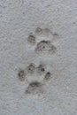 Cat Paw Prints in Concrete Royalty Free Stock Photo