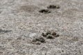 Cat paw prints imprinted in a concrete path. Animal track footprint wallpaper. Selective focus Royalty Free Stock Photo