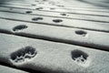 Cat paw prints in the snow