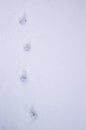 Cat paw prints in white snow in a line with copy space Royalty Free Stock Photo