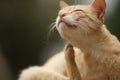 Cat paw scratches behind the ear, outdoor closeup portrait. Fleas and ticks in domestic animals Royalty Free Stock Photo