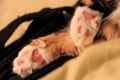 Cat paw Royalty Free Stock Photo