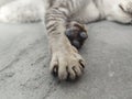 cat paw sleeping on the floor