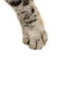 Cat paw Royalty Free Stock Photo