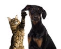 Cat pawing at a dog ear