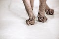 Cat paws of the Canadian Sphynx. Hairless hypoallergenic cat. Hand wrinkles.