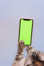 Cat paws on chromakey screen of a mobile phone. modern technologies. social networks in the modern world. blue background.