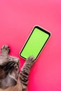 cat paws on chromakey screen of a mobile phone. modern technologies. social networks in the modern world. bright pink background.