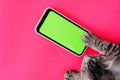 Cat paws on chromakey screen of a mobile phone. modern technologies. social networks in the modern world. bright pink background.