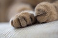 Cat paws closeup macro shot