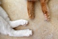 Cat paws on the floor. Two tabby cat sleeping at home.