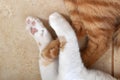 Cat paws on the floor. Two tabby cat sleeping at home.