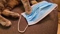 Cat paws holding a surgical face protection mask