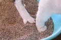 Cat paws in the sand, closeup. Cat using toilet, cat in litter box, for pooping or urinate, pooping in clean sand toilet.