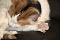 Calico cat abstract photo