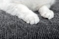 Cat paws. White cat fur on a black sofa. How to deal with cat hair. Concept.