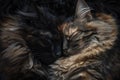 A cat peacefully sleeping with its eyes closed in a close-up view, A pair of mismatched fur siblings cuddled up together Royalty Free Stock Photo