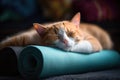 a cat peacefully sleeping on a rolled yoga mat at home Royalty Free Stock Photo