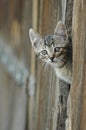 Cat peeking barn door