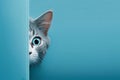 Cat peeking behind a corner. Blue background with copy space