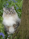 Cat peeking behind tree