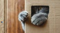 The Cat Peeking from Box.AI generated image Royalty Free Stock Photo