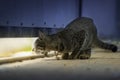 Cat Peeking Through the Doors. Kitten Looking Through the Hole of the Fence Door, Looking through the cat