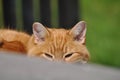 Cat peeking at me over the steps