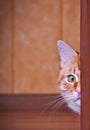 Cat peeking out from behind a corner Royalty Free Stock Photo