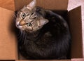 Cat peeking out of a cardboard box Royalty Free Stock Photo