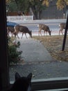 Cat is peeking out the door at the deer