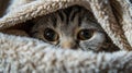 Cat Peeking Out From Under a Blanket, Curious Feline Finds Cosy Hideaway