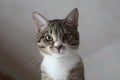 The cat peeks out from above on a neutral gray background. A simple domestic cat looks down on you. Photo of a purebred cute cat