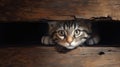 A cat peeks out from a hole in a wooden wall, AI Royalty Free Stock Photo