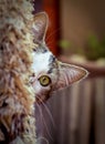 cat peeks out, revealing half a face Royalty Free Stock Photo