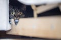 Cat peering at the camera from a dark cave under a couch Royalty Free Stock Photo