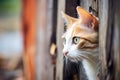 cat peering curiously from behind a weathered barn door Royalty Free Stock Photo