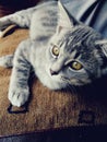 Cat Perfect Brown Eyes Royalty Free Stock Photo