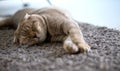 Cat perfect dream Sleeping ginger cat Cute little cat