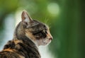 Cat perfil Royalty Free Stock Photo