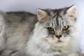 Cat persian Royalty Free Stock Photo