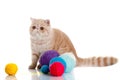 cat persian exotic cat isolated with balls of different colours