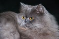 Cat persian grey close up