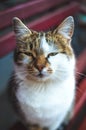 Cat in perspective looks at the camera with narrowed eyes Royalty Free Stock Photo