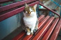 Cat in perspective looks at the camera with narrowed eyes Royalty Free Stock Photo