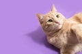 Cat pet banner purple background overhead copy space