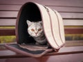 Cat in pet carrier Royalty Free Stock Photo