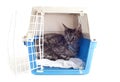 Cat in pet carrier Royalty Free Stock Photo